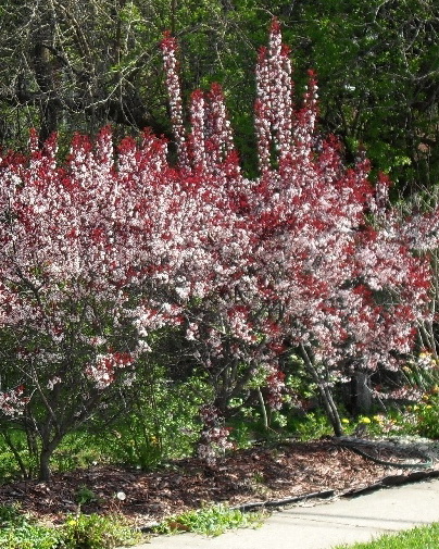 Слива цистена `Кримсон Дварф`, Prunus cistena `Crimson Dwarf` | СадПарад